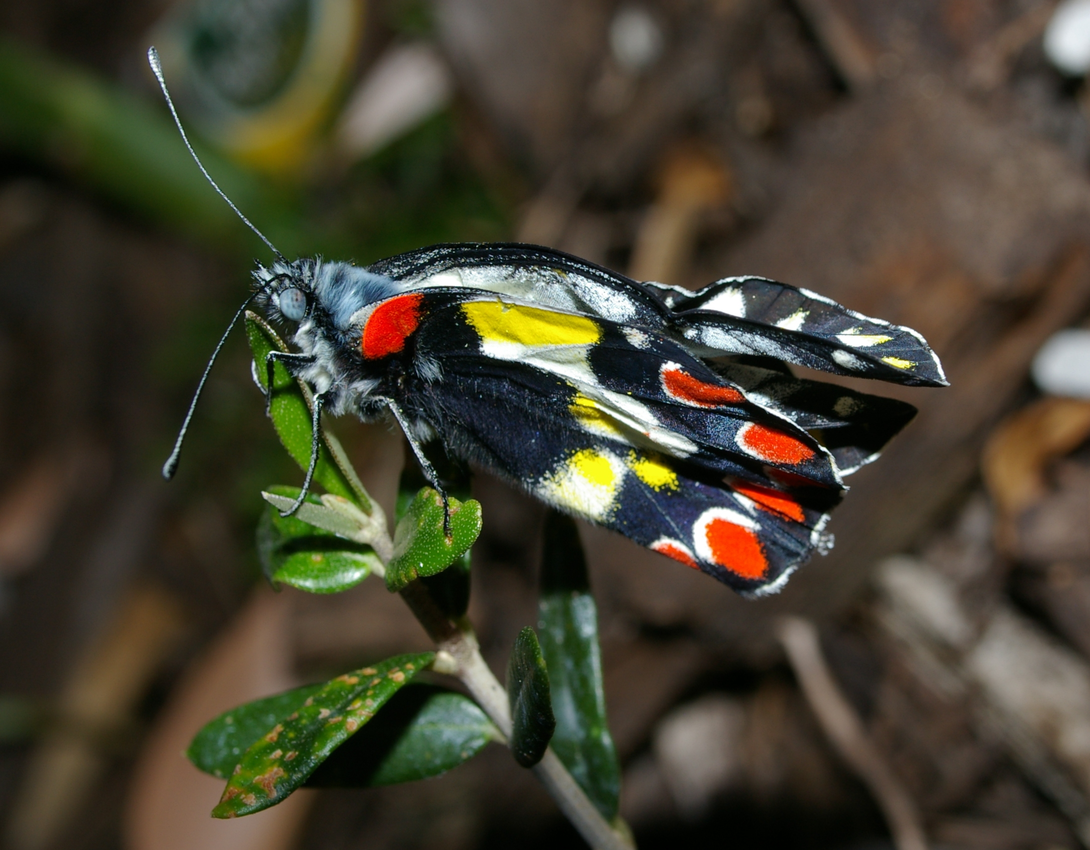 regent skipper butterfly