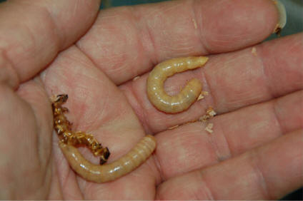 Morio bite zophobas Superworms VS